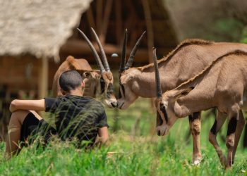 serval_wildlife_-sanctuary_1